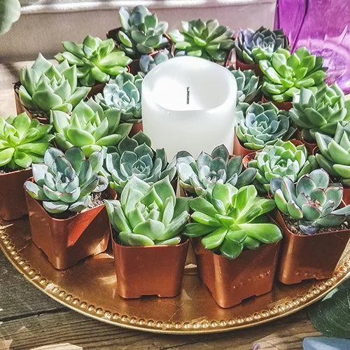 Element by Altman Plants 50 Pack of 2IN Asst Green Rosette Succulents