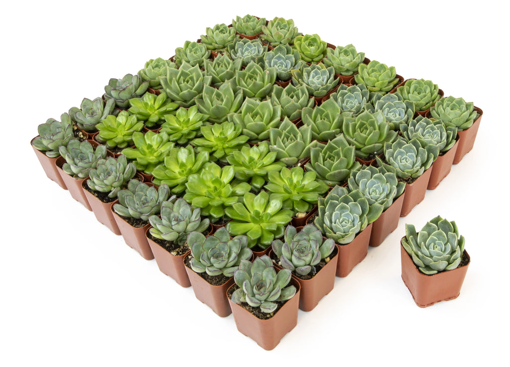 Element by Altman Plants 50 Pack of 2IN Asst Green Rosette Succulents