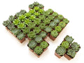 Element by Altman Plants 50 Pack of 2IN Asst Green Rosette Succulents