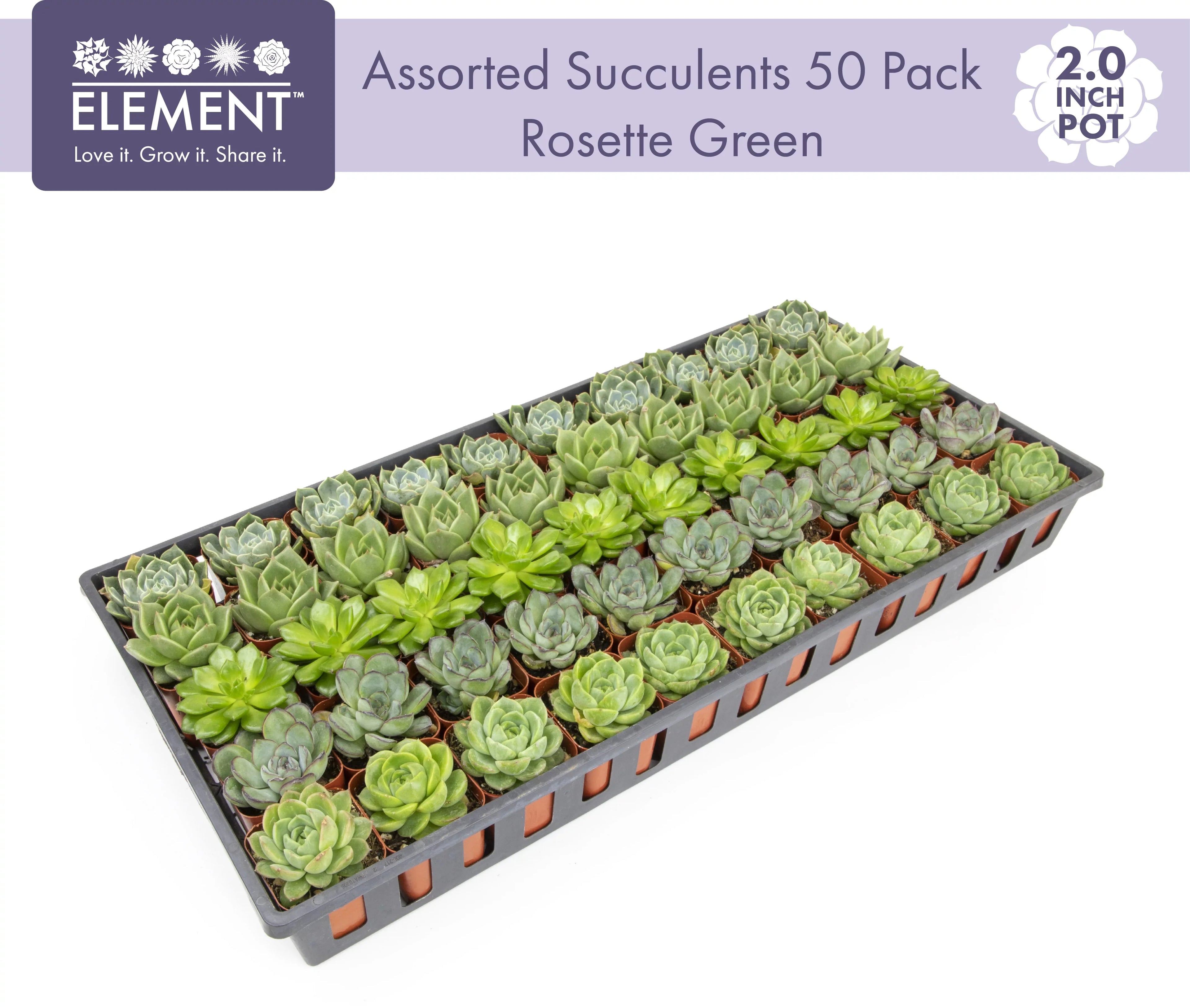 Element by Altman Plants 50 Pack of 2IN Asst Green Rosette Succulents