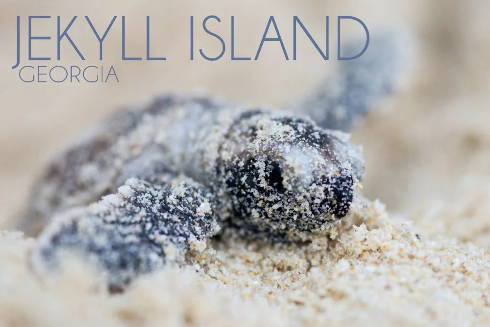 Jekyll Island, Georgia, Hawksbill Turtle Hatching (1000 Piece Puzzle, Size 19x27, Challenging Jigsaw Puzzle for Adults and Family, Made in )
