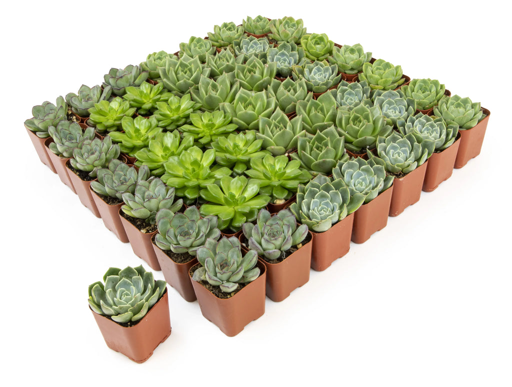 Element by Altman Plants 50 Pack of 2IN Asst Green Rosette Succulents