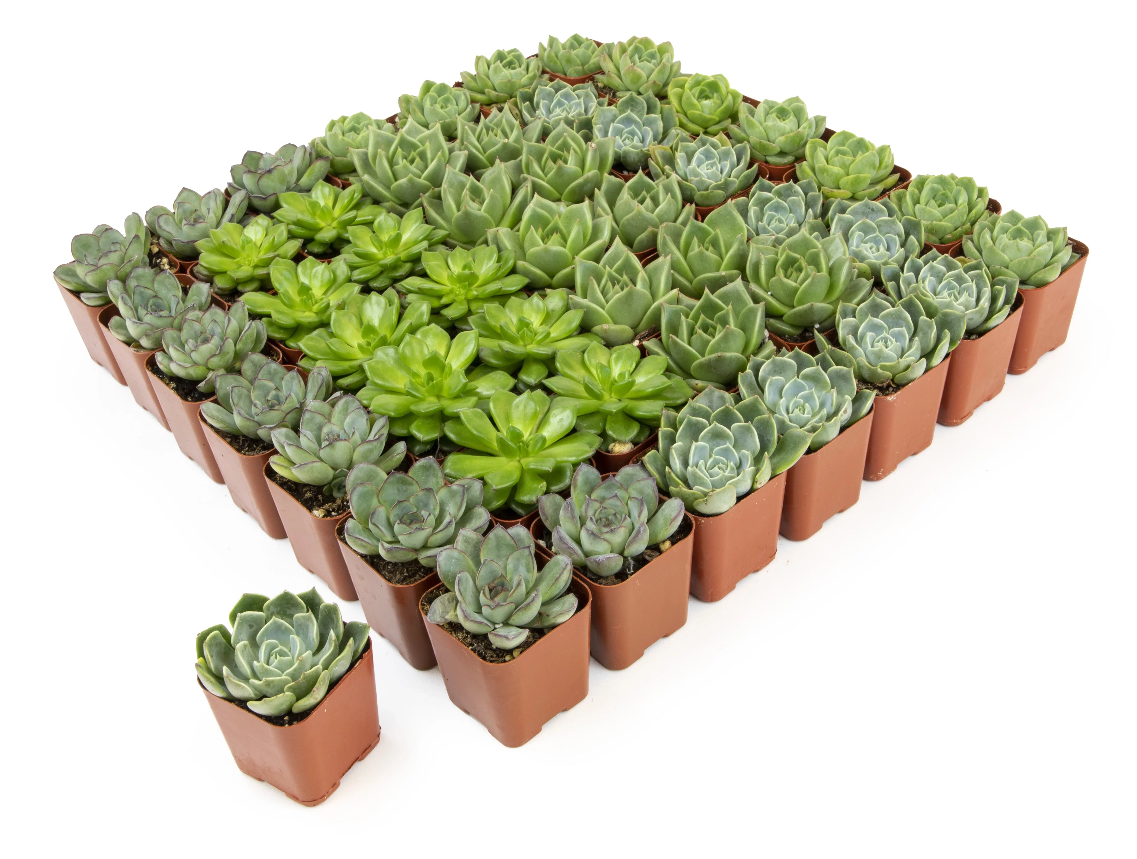 Element by Altman Plants 50 Pack of 2IN Asst Green Rosette Succulents