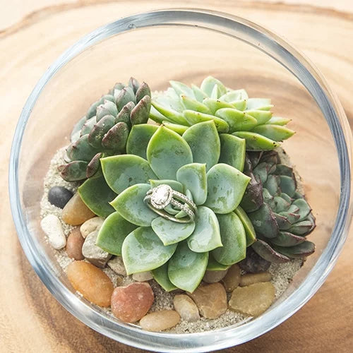 Element by Altman Plants 50 Pack of 2IN Asst Green Rosette Succulents